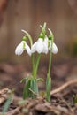 Background with harbingers of spring snowdrop or common snowdrop Galanthus nivalis