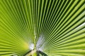 Background of harmonic structure of a palm leaf