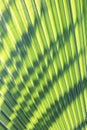 Background of harmonic structure of a palm leaf