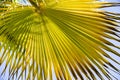 Background of harmonic structure of a palm leaf