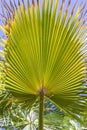 Background of harmonic structure of a palm leaf