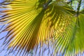 Background of harmonic structure of a palm leaf