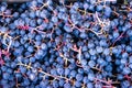 Background of harvested bunches of wild grapes.