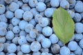 Background from harvested ripe blackthorn berries and leaf from above.