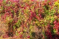 Background of the hedge with climbing plants with autumn leaves