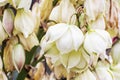 Background of Hesperoyucca whipplei flowers, beauty in nature Royalty Free Stock Photo