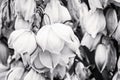 Background of Hesperoyucca whipplei flowers, black and white