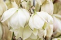 Background of Hesperoyucca whipplei flowers