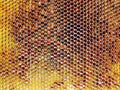 Background hexagon texture, wax honeycomb Royalty Free Stock Photo