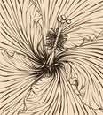 Background Hibiscus flower vector illustration with line art Royalty Free Stock Photo