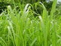 Background of high green grass grown on the swamp Royalty Free Stock Photo