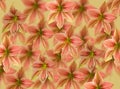 Background of hippeastrum flowers