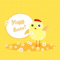 Background with holiday Easter chicken