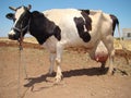 Background Holstein Friesian black and white. Royalty Free Stock Photo