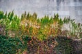 Background of huge colorful wall with wild grapes, ivy and flowers Royalty Free Stock Photo