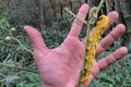 Hawk moth caterpillar size comparison with human hand Royalty Free Stock Photo