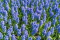 Background hyacinth flowering in big pot. Macro of purple hyacinth flower meadow. Many violet hyacinth flowers in winter garden. Royalty Free Stock Photo