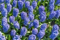 Background hyacinth flowering in big pot. Macro of purple hyacinth flower meadow. Many violet hyacinth flowers in winter garden. Royalty Free Stock Photo