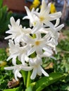 Fun Background hyacinth flowering in forest. Macro of white hyacinth flower meadow. One bunch of white hyacinth flowers in spring Royalty Free Stock Photo