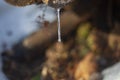 A drop on an icicle in the forest Royalty Free Stock Photo