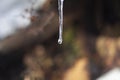 A drop on an icicle in the forest