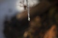 A drop on an icicle in the forest