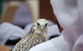 Background image of a arab guy holding his falcon during a falcon show in Qatar. falconry