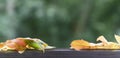 Background image with autumn colored leaves