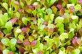 Background image of baby lettuce mixed greens Royalty Free Stock Photo
