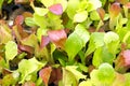 Background image of baby lettuce mixed greens Royalty Free Stock Photo