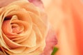 Macro close up of fresh orange and red roses on abstract background