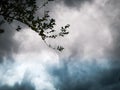 Background image, beautiful colored clouds and twig