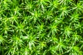 Background image of beauty shiny green star moss Royalty Free Stock Photo