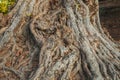 Background image, big roots with close up of an old tree Royalty Free Stock Photo