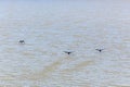 Background image, black ducks lifting off muddy waters