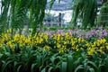 Background image blurred field of yellow orchid flowers.