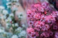 Background image blurred pink flowers.