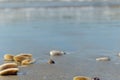 Background image of blurry washed-up seashells on beach