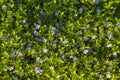 Background image - carpet of green grass and blue flowers