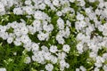 Background image - carpet of green grass and white flowers covered with dew