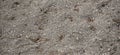 Background image of chalky limestone soil with patterns texture. Difficulties in soil cultivation. Agriculture