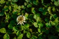 background image of a clover. Green background with shamrocks of shamrocks. the symbol of the St. Patrick's Day holiday