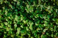 background image of a clover. Green background with trefoil trefoils. the symbol of the St. Patrick's Day holiday