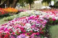 The background image of the colorful flowers , Colorful flowers