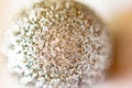 Background, image created by a close-up shot of a ball covered with glitter. abstract Royalty Free Stock Photo