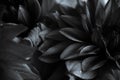 background image of dahlia petals in close-up. Dew drops on the petals. shiny dewdrops. flowers in black and white