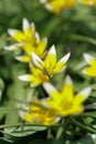 Background image - dwarf yellow and white star-shaped tulips