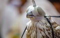 Background image of A falcon wearing its hood