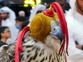 Background image of A falcon wearing its hood
