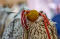 Background image of A falcon wearing its hood